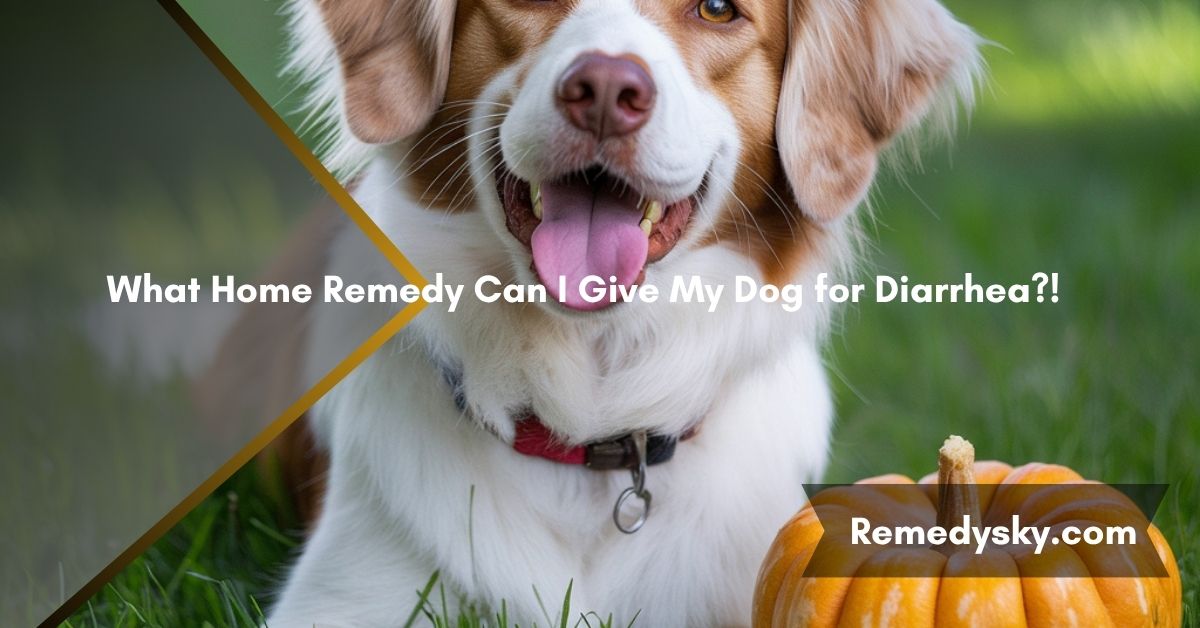 What Home Remedy Can I Give My Dog for Diarrhea?