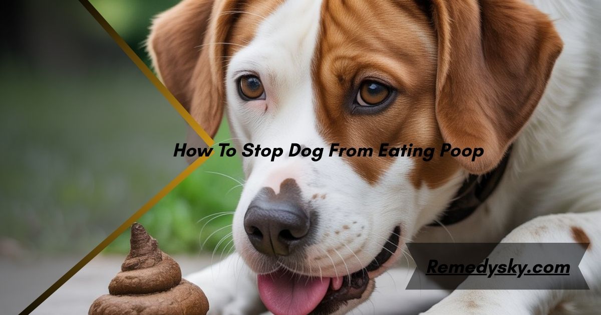 How To Stop Dog From Eating Poop