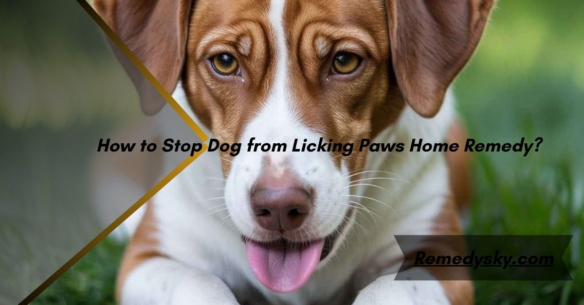 How to Stop Dog from Licking Paws Home Remedy?