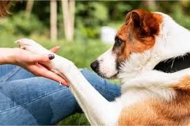 Natural Paw Balm DIY
